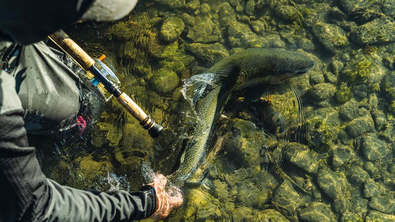 A fly angler releasing a wild steelhead.